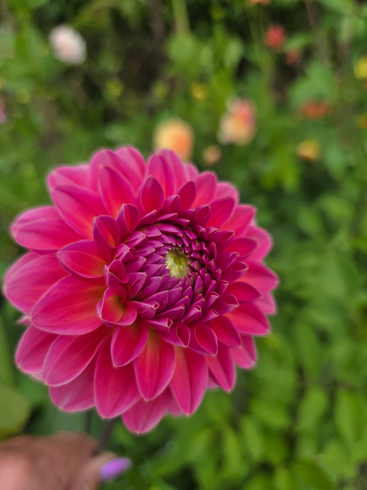 Dahlia Seed - Farmgate Flowers Farm Mix