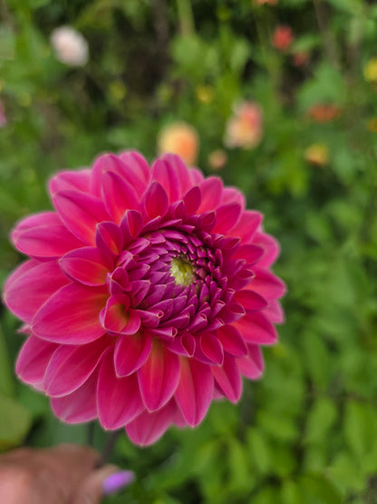 Dahlia Seed - Farmgate Flowers Farm Mix