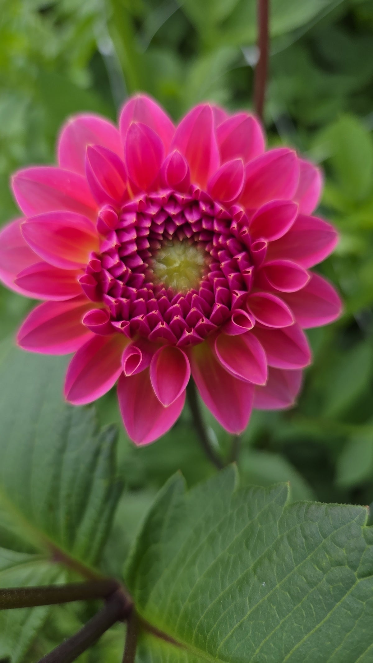 Dahlia Seed - Farmgate Flowers Farm Mix