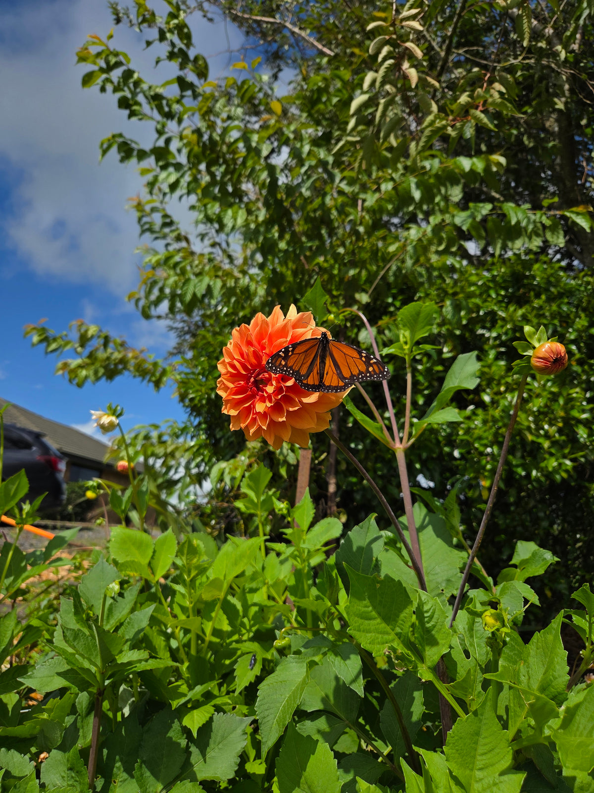 Dahlia Seed - Farmgate Flowers Farm Mix