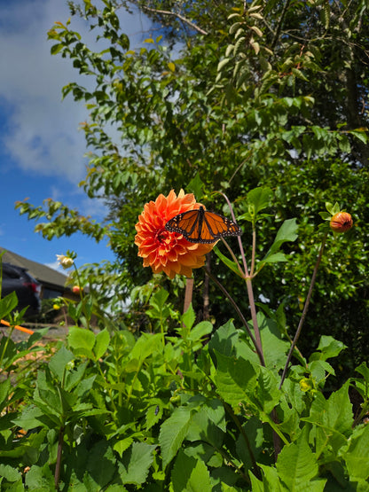 Dahlia Seed - Farmgate Flowers Farm Mix
