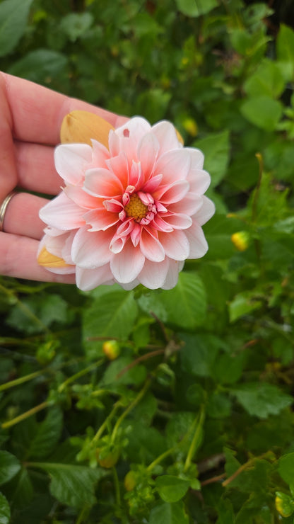 Dahlia Seed - Farmgate Flowers Farm Mix
