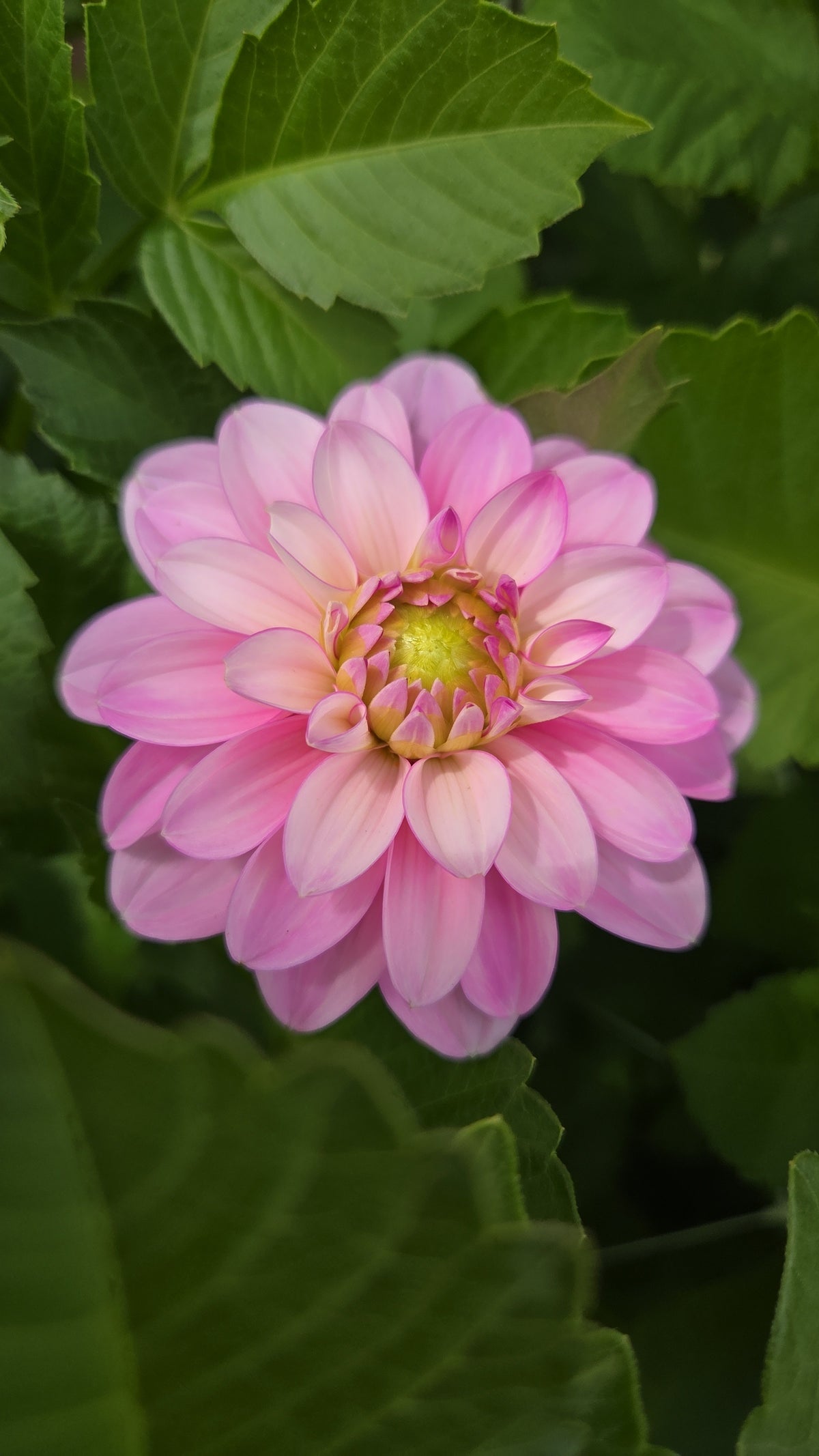 Dahlia Seed - Farmgate Flowers Farm Mix