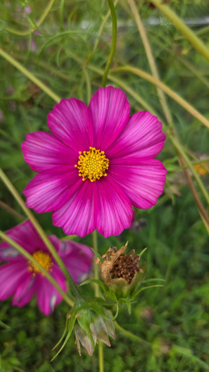 Cosmos Seed - Farmgate Flowers Mix