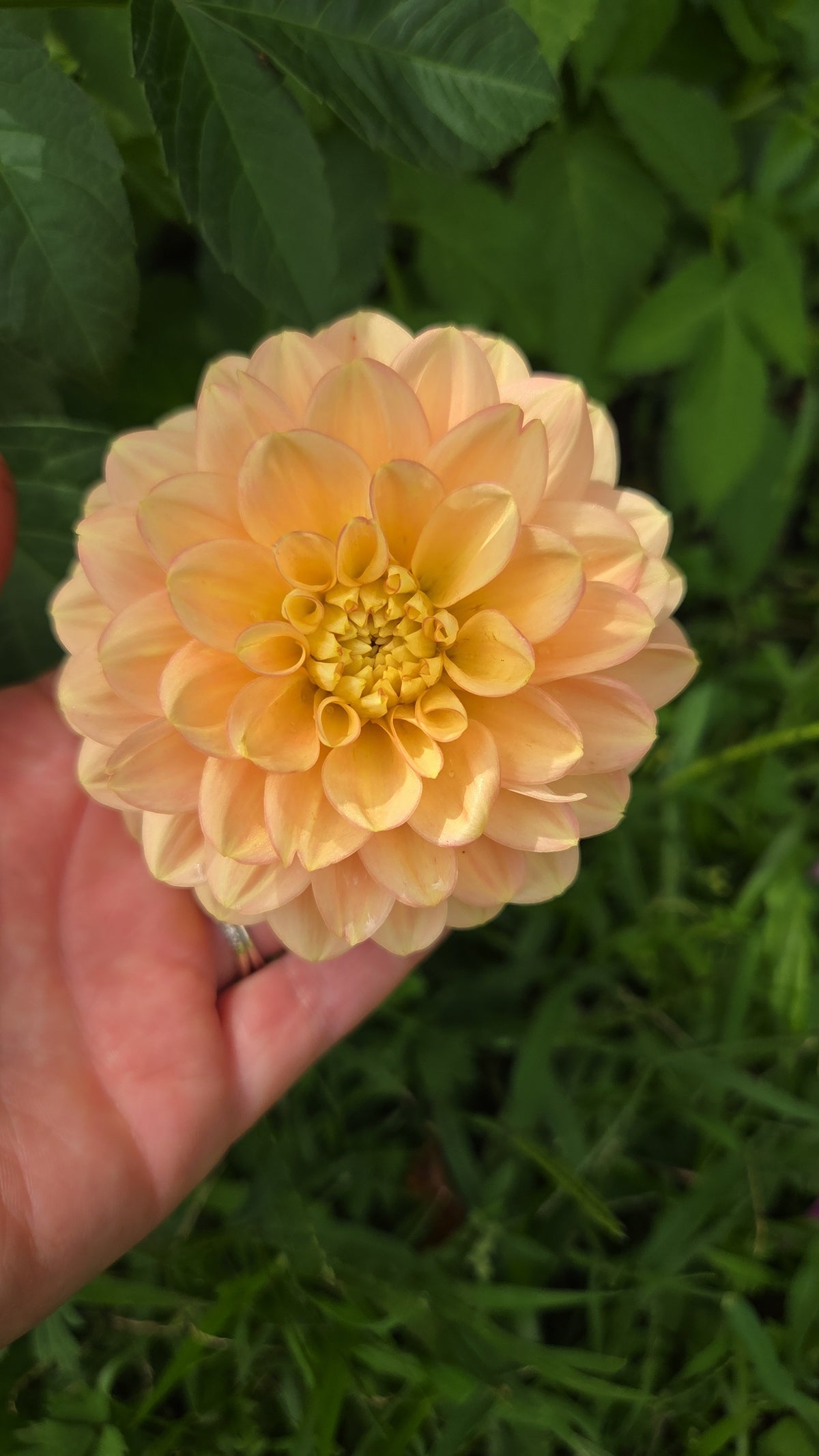 Dahlia Seed - Farmgate Flowers Farm Mix