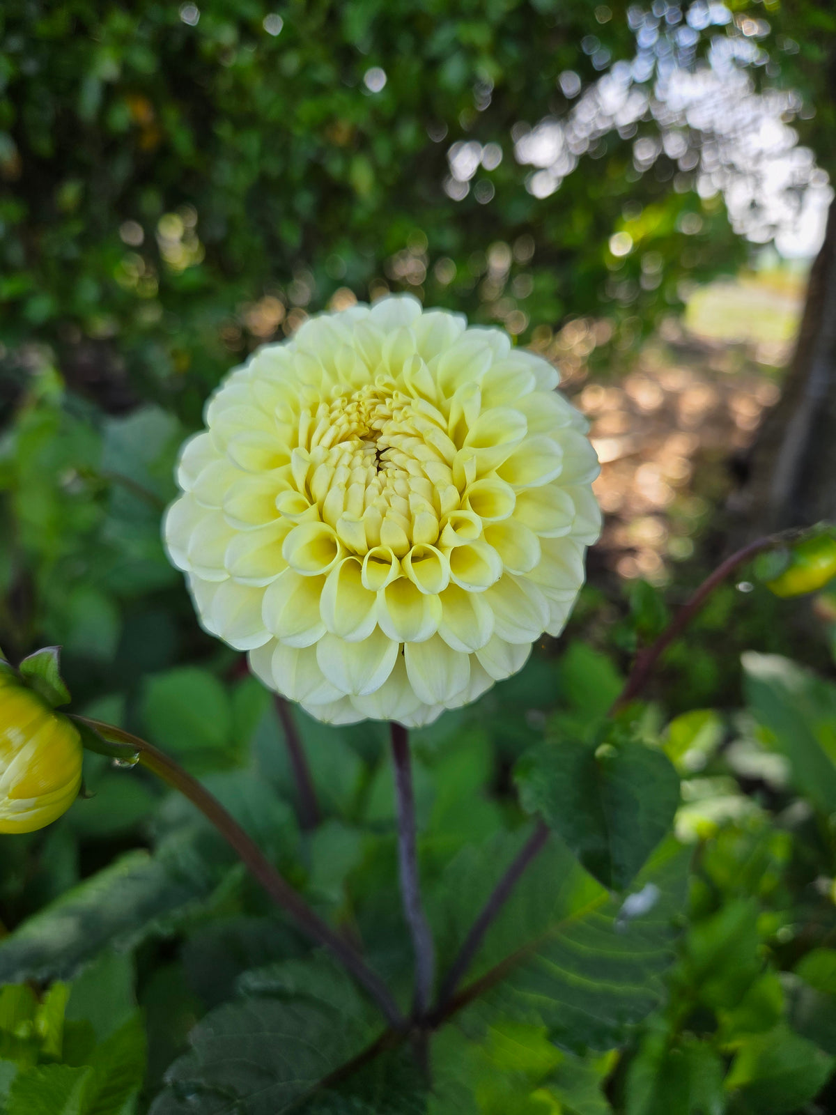 Dahlia Seed - Farmgate Flowers Farm Mix