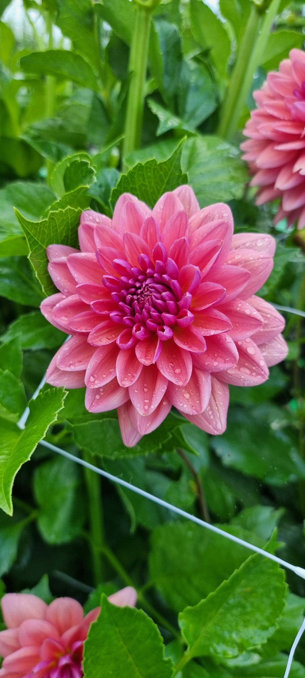 Dutch Pearl