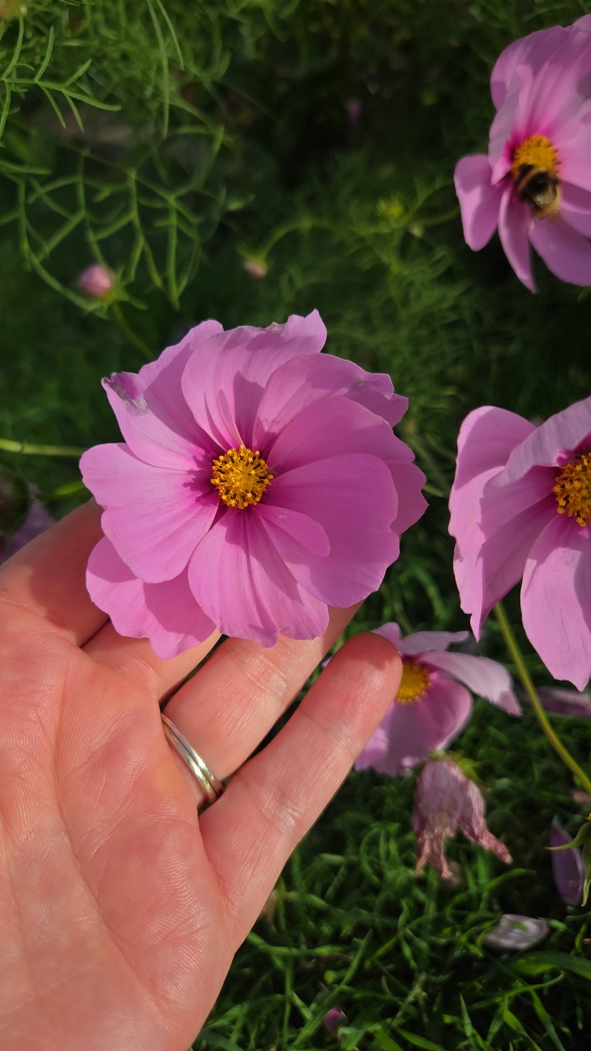 Cosmos Seed - Farmgate Flowers Mix