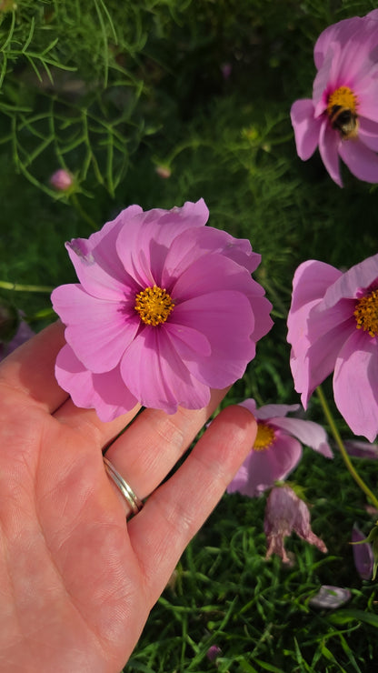 Cosmos Seed - Farmgate Flowers Mix
