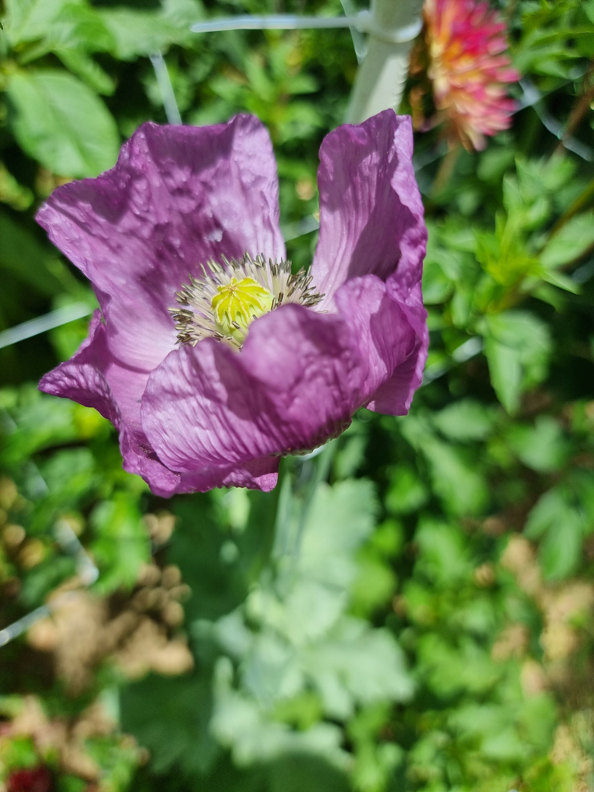 Purple Poppy seeds