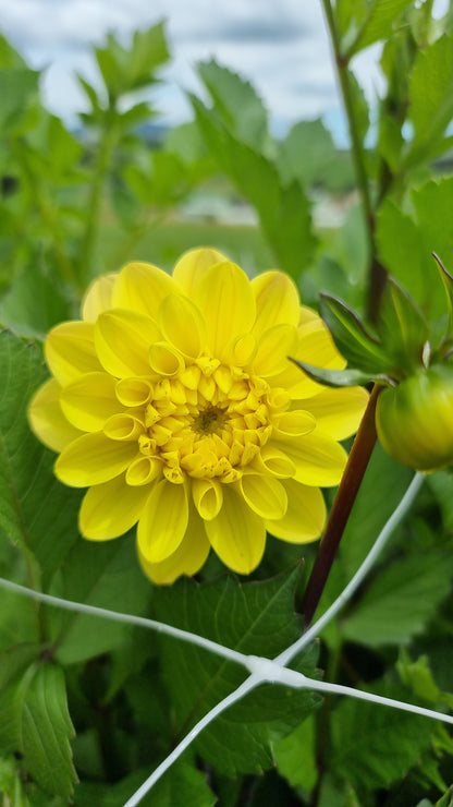 Dahlia Seed - Farmgate Flowers Farm Mix