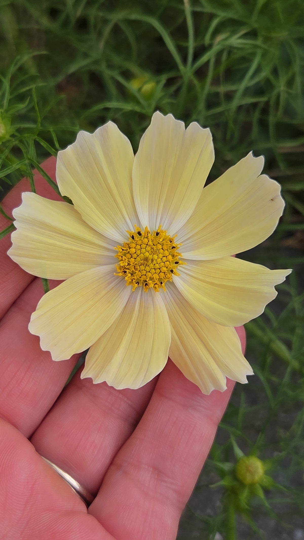 Cosmos Seed - Farmgate Flowers Mix